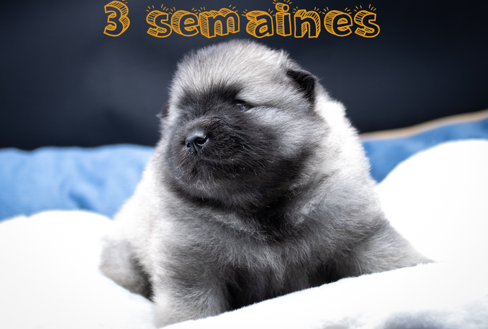 Évolution des chiots – 3 semaines