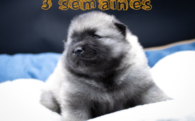 Évolution des chiots – 3 semaines