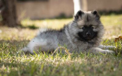 Évolution chiots – 8ème semaine