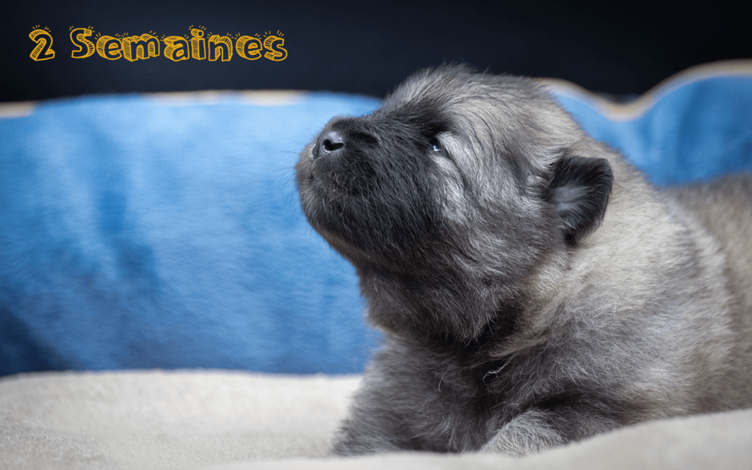 Évolution des chiots – 2 semaines