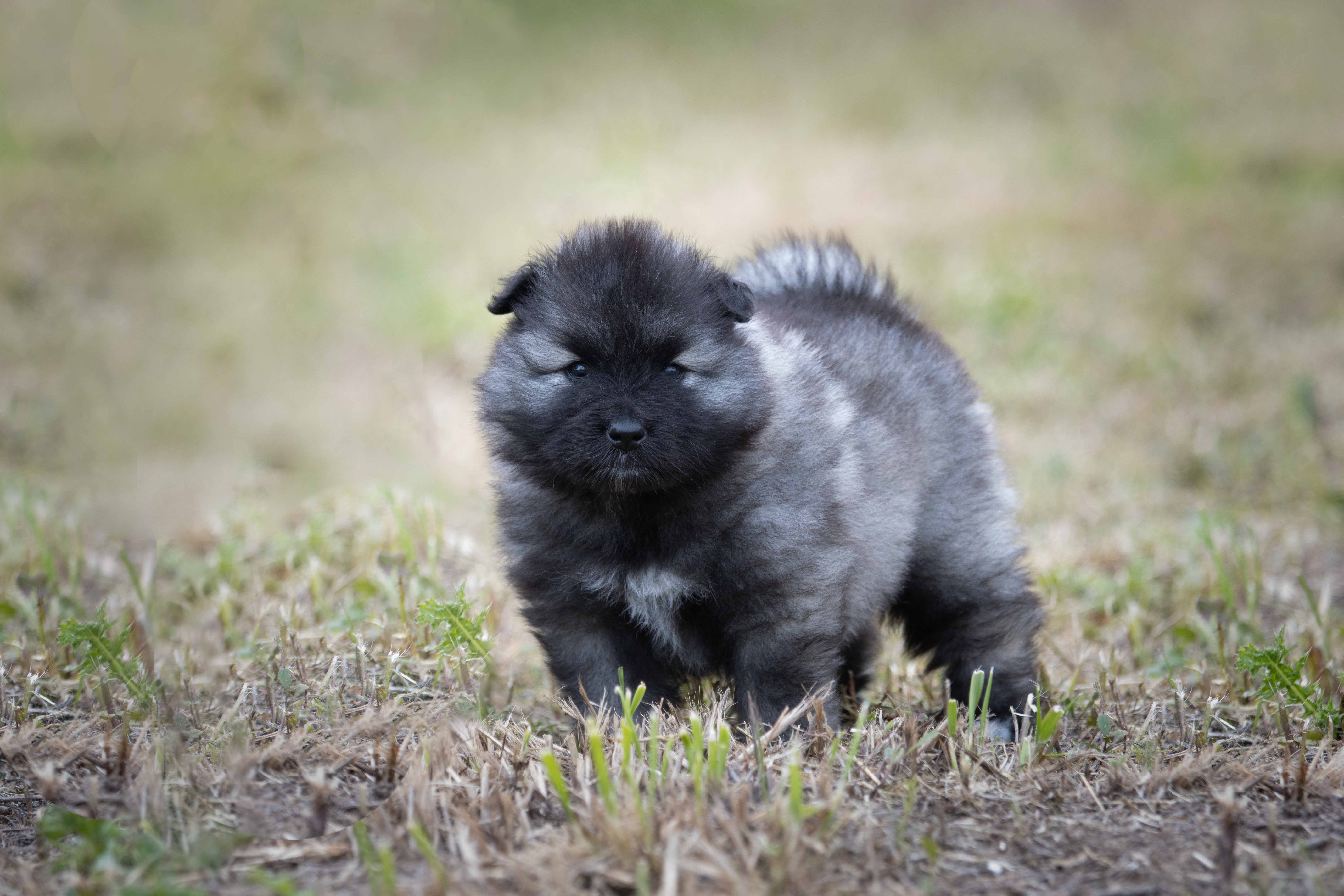 Évolution des chiots de Raya – Portée « U » 4 semaines