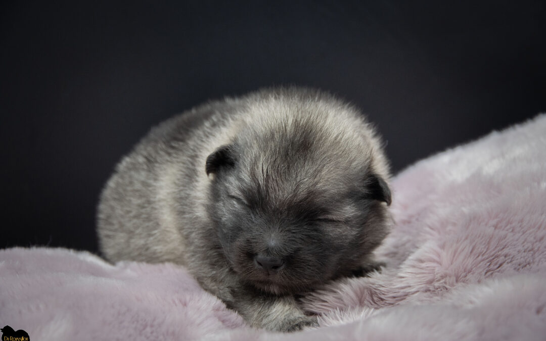 Évolution des chiots de Teana – Portée « A » 2 semaines