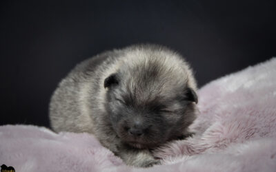 Évolution des chiots de Teana – Portée « A » 2 semaines
