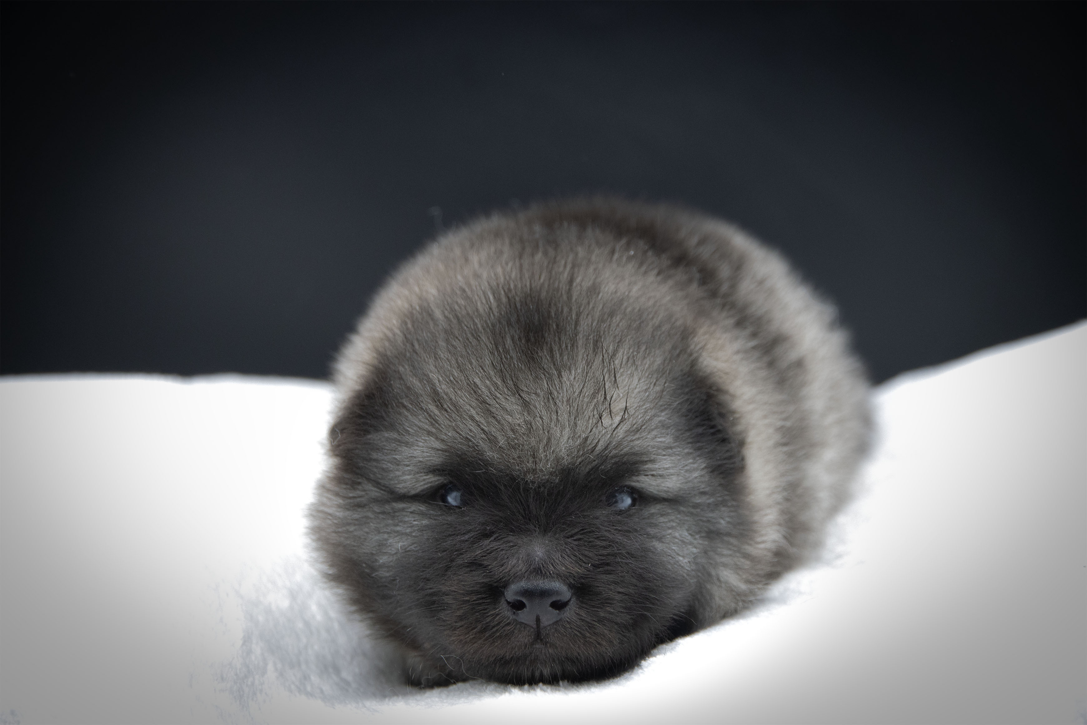 Évolution des chiots de Teana – Portée « A » 3 semaines