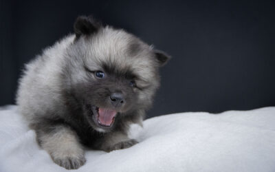 Évolution des chiots de Teana – Portée « A » 5 semaines