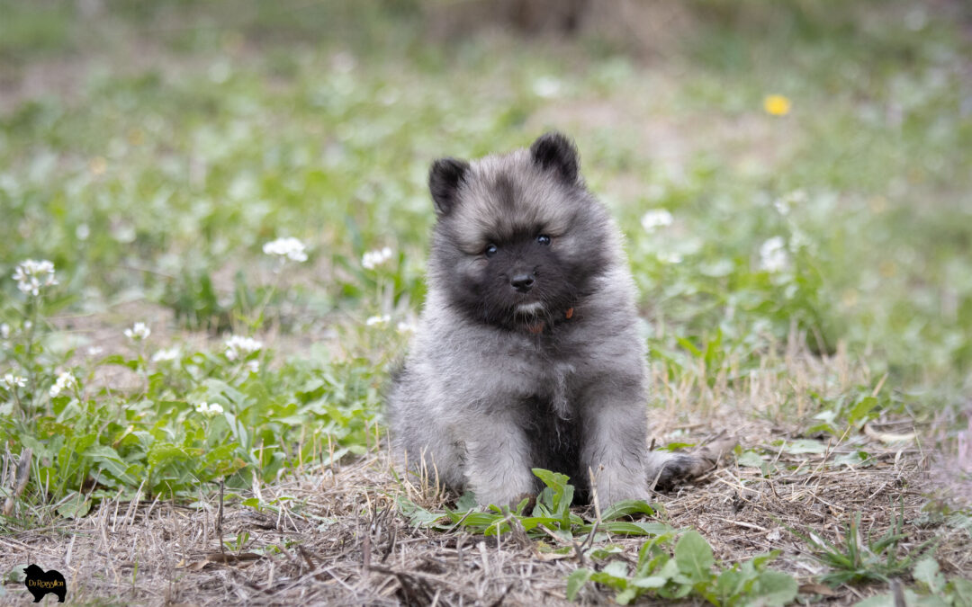 Évolution des chiots de Teana – Portée « A » 6 semaines