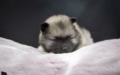 Évolution des chiots de Teana – Portée « A » 4 semaines
